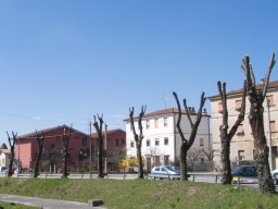 Potatura degli alberi SBAGLIATA